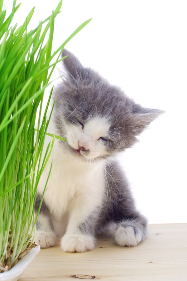 Gatinho que come a grama fotografia de stock royalty free Gatinho que come a grama fotografia de stock royalty free