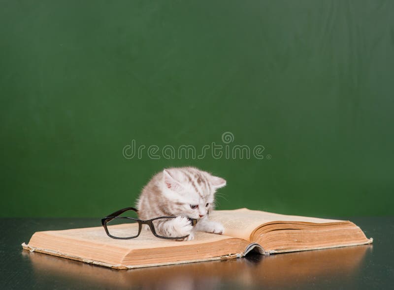 Gatinho que joga com vidros em um livro foto de stock Gatinho que joga com vidros em um livro foto de stock