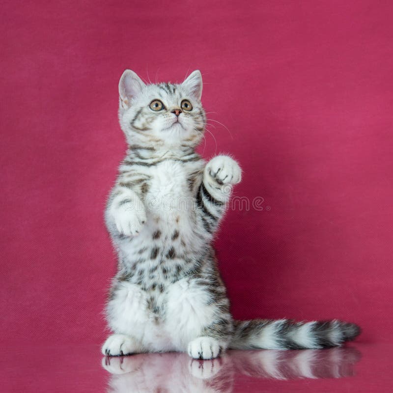 Gatinho que joga, gato do shorthair de Tabby British de Grâ Bretanha no fundo do estúdio da cereja com reflexão fotografia de stock Gatinho que joga, gato do shorthair de Tabby British de Grâ Bretanha no fundo do estúdio da cereja com reflexão fotografia de stock