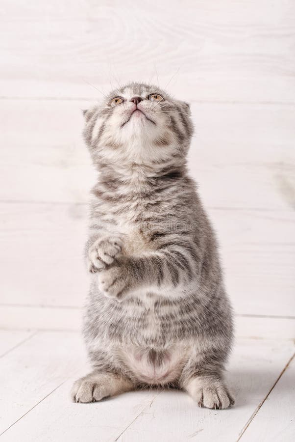Gatinho que listrado cinzento a dobra escocesa se senta nos pés traseiros e se olha acima fotografia de stock Gatinho que listrado cinzento a dobra escocesa se senta nos pés traseiros e se olha acima fotografia de stock
