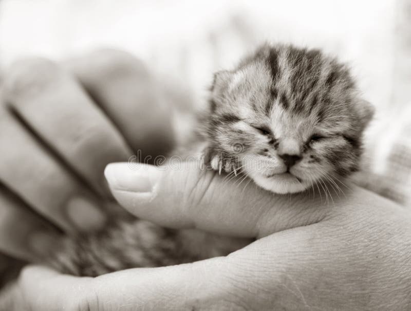 Gatinho recém-nascido que está sendo prendido imagens de stock royalty free Gatinho recém-nascido que está sendo prendido imagens de stock royalty free