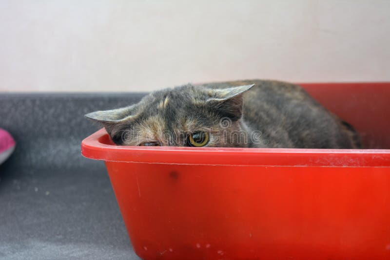 Gatinho Scared fotografia de stock royalty free Gatinho Scared fotografia de stock royalty free