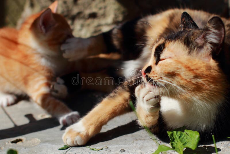 Gatinho Vermelho Brincando Com Sua Mãe. Gato Tricolor Na Rua Mexendo Com  Seu Filho. Jogos De Gatos No Verão Na Grama Verde Foto de Stock - Imagem de  curioso, grama: 201395420