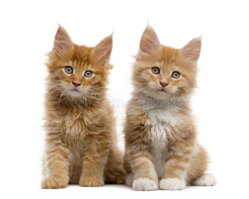 Jogos Macios Pequenos De Maine Coon Do Gatinho Foto de Stock - Imagem de  gato, cabelo: 85355236