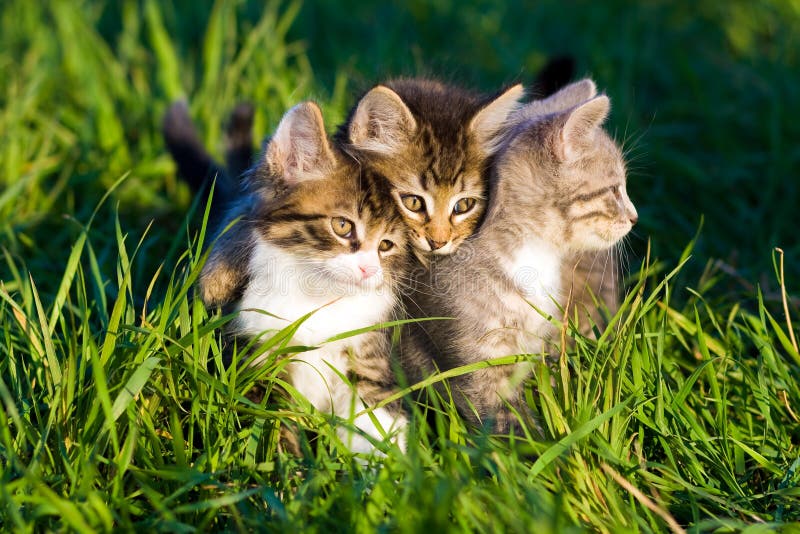 Gato Joga Basquete No Campo 3 Imagem de Stock - Imagem de prado, feriado:  177096899