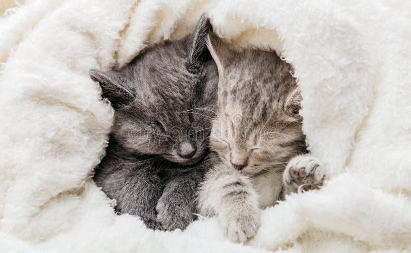 Gatinhos fofos participando de um jogo dentro do forte de cobertores  enquanto desfrutam de seu esconderijo confortável