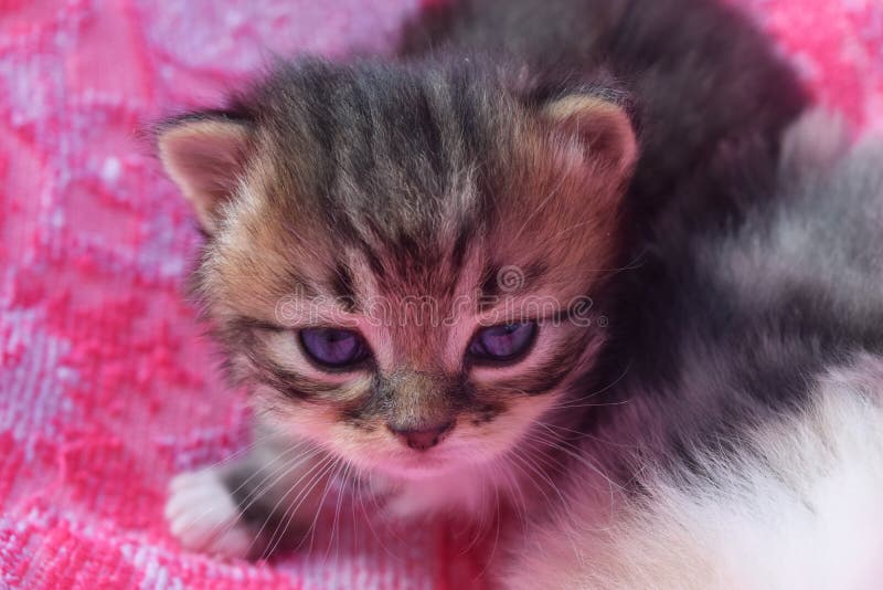 Corte O Jogo Do Gatinho Do Bebê Imagem de Stock - Imagem de fofofo