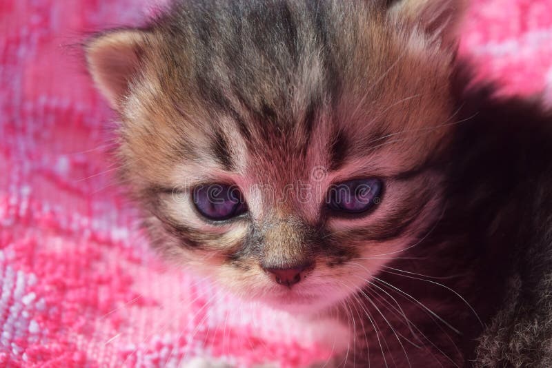 Corte O Jogo Do Gatinho Do Bebê Imagem de Stock - Imagem de fofofo