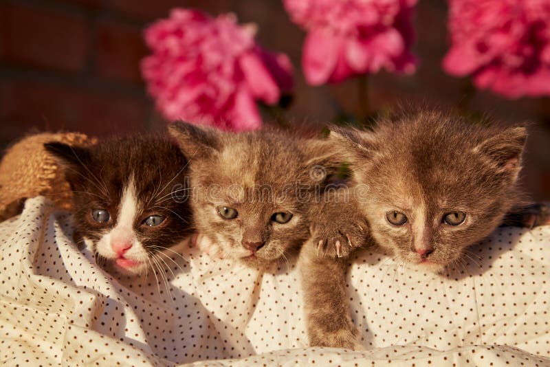 Gatinhos De Animais Domésticos Fofinhos Entre As Pedras Floridas. Adorável  Pequeno Animal No Verão. Descoberta E Curiosidade Imagem de Stock - Imagem  de jogo, casa: 251088565