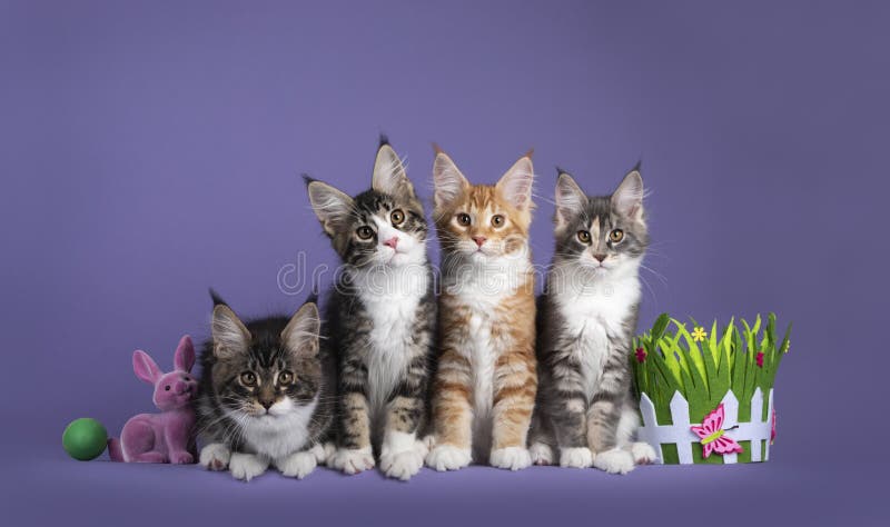 Fileira De Quatro Gatos De Maine Coon Foto de Stock - Imagem de meninos,  quatro: 114542072
