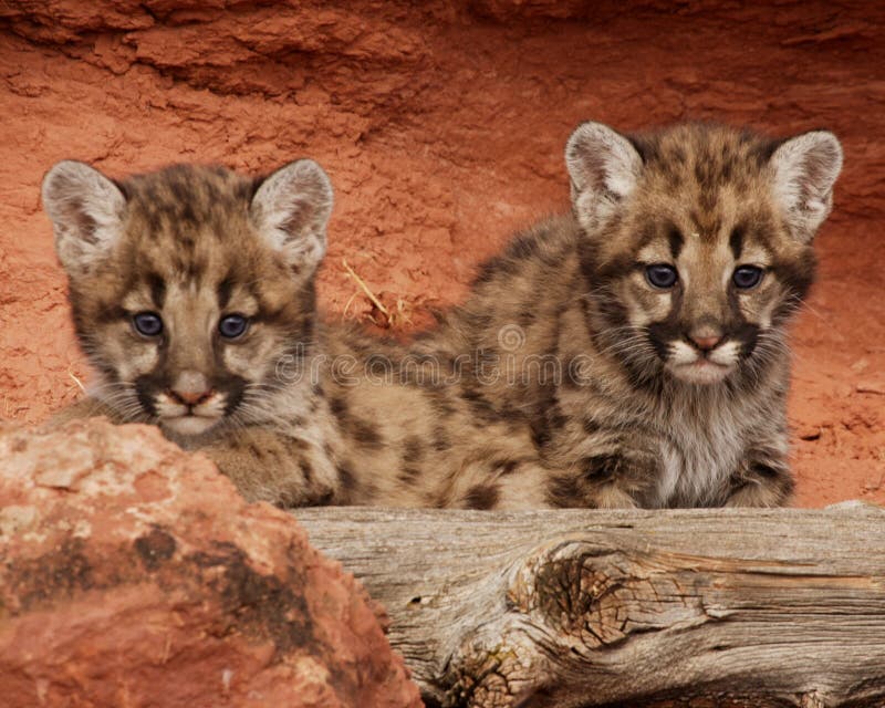 Two mountain lion kittens with blue eyes looking out from behind red rock and old log. Two mountain lion kittens with blue eyes looking out from behind red rock and old log