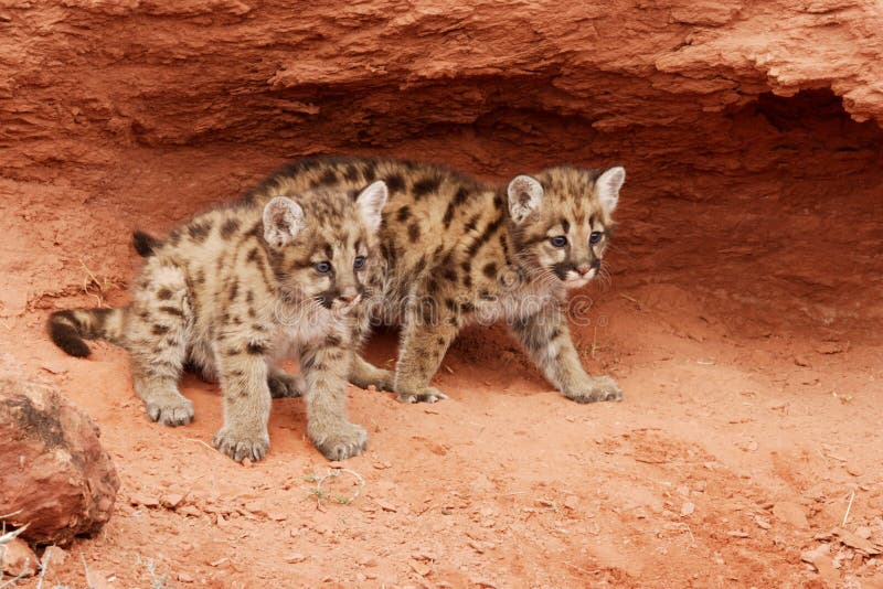 Two mountain lion kittens with blue eyes looking out from red rock alcove. Two mountain lion kittens with blue eyes looking out from red rock alcove