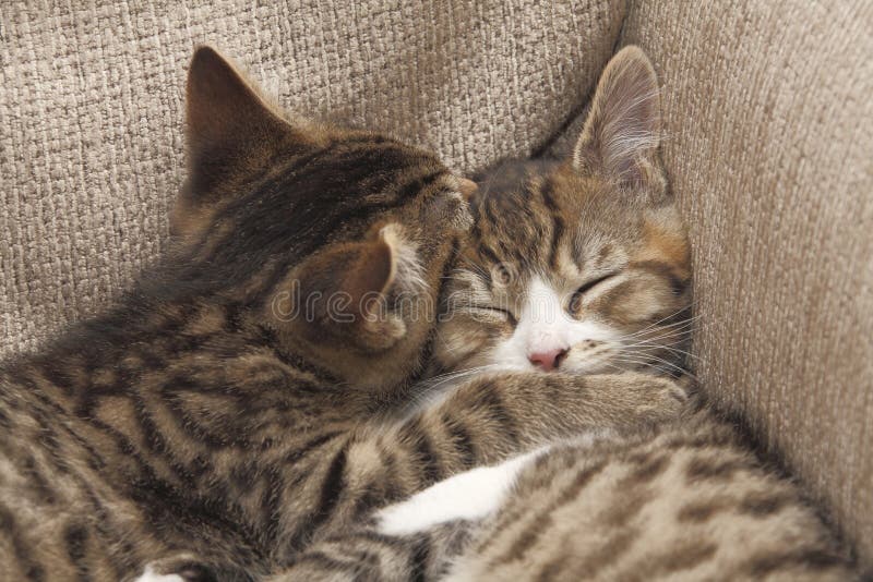 Gatinhos dos melhores amigos imagem de stock Gatinhos dos melhores amigos imagem de stock
