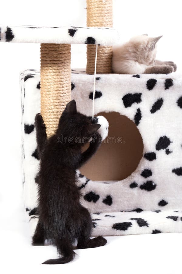 Dois Gatos Sentam No Complexo De Jogos Domésticos Foto de Stock - Imagem de  exercitador, gato: 198776526