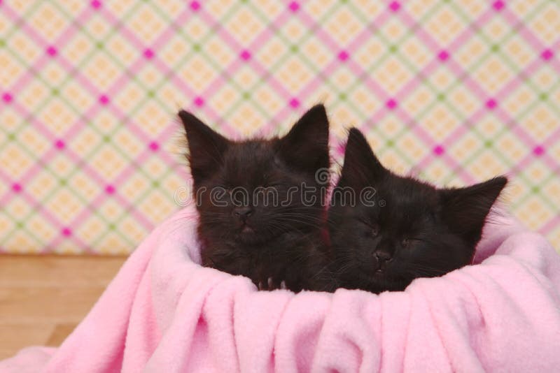 Gatinhos pretos bonitos no fundo bonito cor-de-rosa imagens de stock royalty free Gatinhos pretos bonitos no fundo bonito cor-de-rosa imagens de stock royalty free