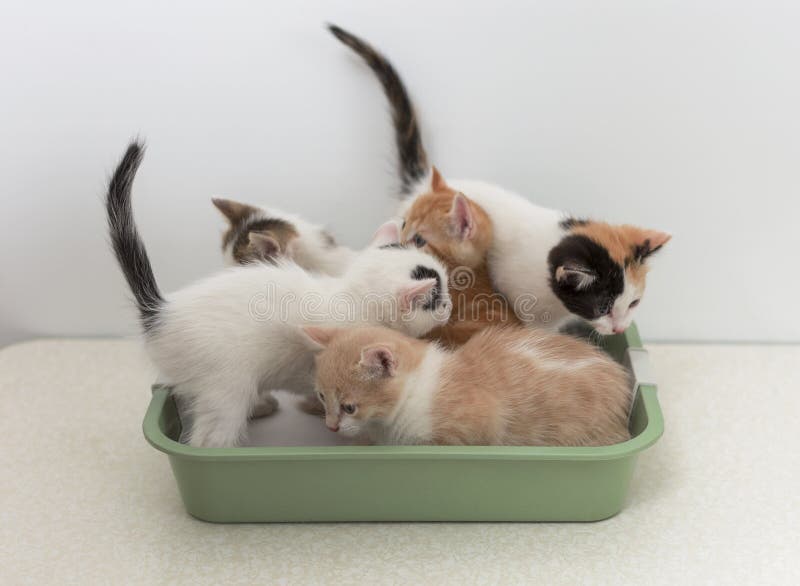 Little kittens sitting in cat toilet. Little kittens sitting in cat toilet