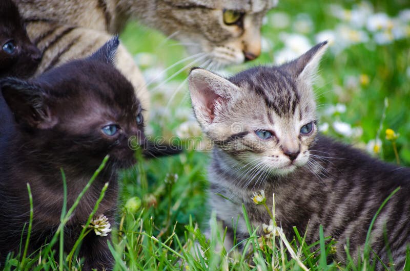 Gatinhos recém-nascidos fotografia de stock Gatinhos recém-nascidos fotografia de stock