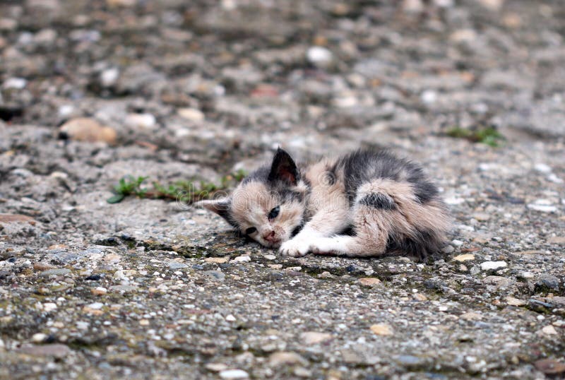 Nachmittag Vergütung verzögern gato abandonado Hinausgehen ankommen ...