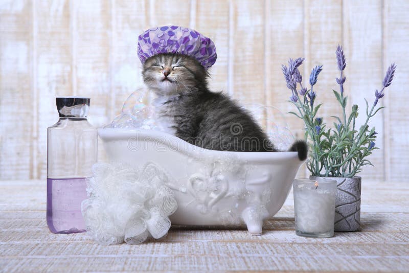 Gatito adorable en una bañera que se relaja