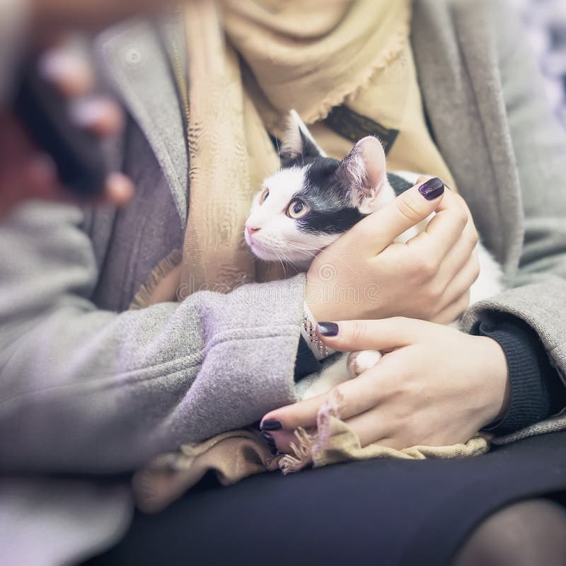 Frightened black and white kitten in the hands of girl volunteer, in shelter for homeless animals. Girl takes cat to her home. Frightened black and white kitten in the hands of girl volunteer, in shelter for homeless animals. Girl takes cat to her home.