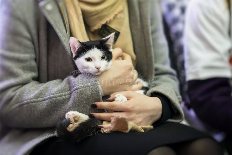 Frightened kitten in the hands of girl volunteer, in shelter for homeless animals. Girl takes cat to her home. Frightened kitten in the hands of girl volunteer, in shelter for homeless animals. Girl takes cat to her home.