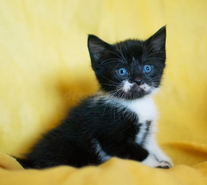Gatito Blanco Y Negro Con Los Ojos Azules Foto de archivo Imagen de