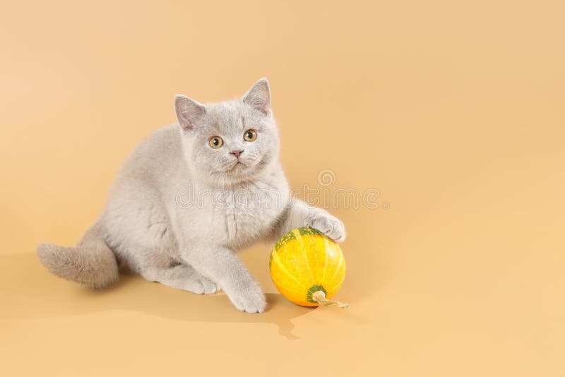 Gatito brit?nico agradable de la lila del shorthair que juega con melone imagen de archivo Gatito brit?nico agradable de la lila del shorthair que juega con melone imagen de archivo