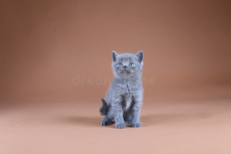 Gatito británico de Shorthair, retrato aislado, fondo beige imagen de archivo libre de regalías