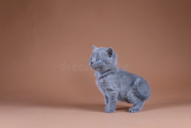 Gatito británico de Shorthair, retrato aislado, fondo beige fotos de archivo