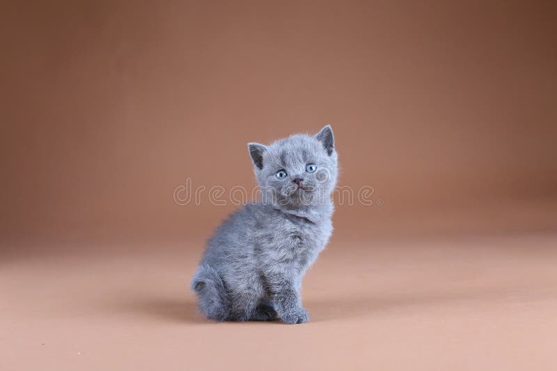 Gatito británico de Shorthair, retrato aislado, fondo beige fotografía de archivo libre de regalías