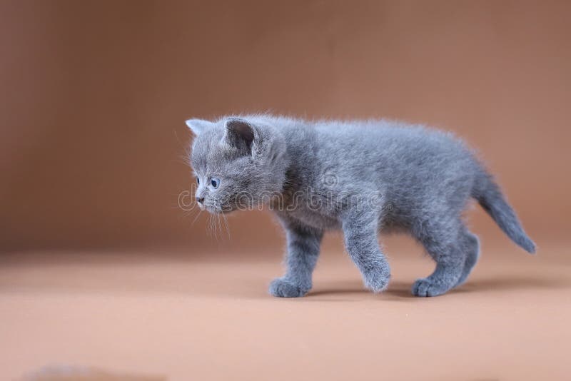 Gatito británico de Shorthair, retrato aislado, fondo beige foto de archivo libre de regalías