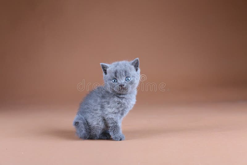 Gatito británico de Shorthair, retrato aislado, fondo beige fotografía de archivo