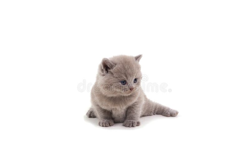Gatito británico púrpura que se sienta en un fondo blanco, mirando lejos imagenes de archivo Gatito británico púrpura que se sienta en un fondo blanco, mirando lejos imagenes de archivo
