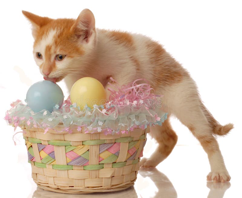 White and orange kitten with an easter basket. White and orange kitten with an easter basket
