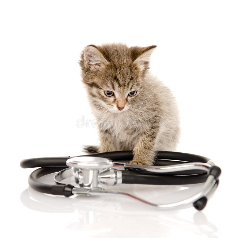 Gatito con un estetoscopio Aislado en el fondo blanco imagen de archivo libre de regalías Gatito con un estetoscopio Aislado en el fondo blanco imagen de archivo libre de regalías