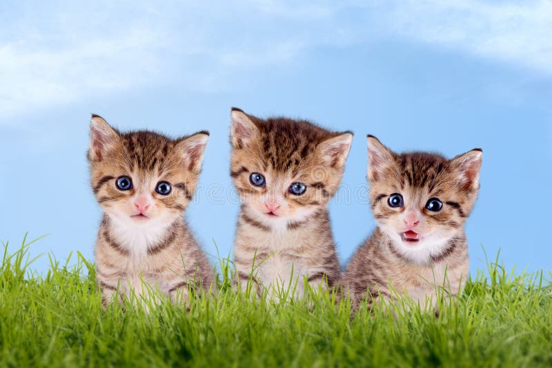 Gatito de tres jóvenes en un prado verde imagenes de archivo Gatito de tres jóvenes en un prado verde imagenes de archivo