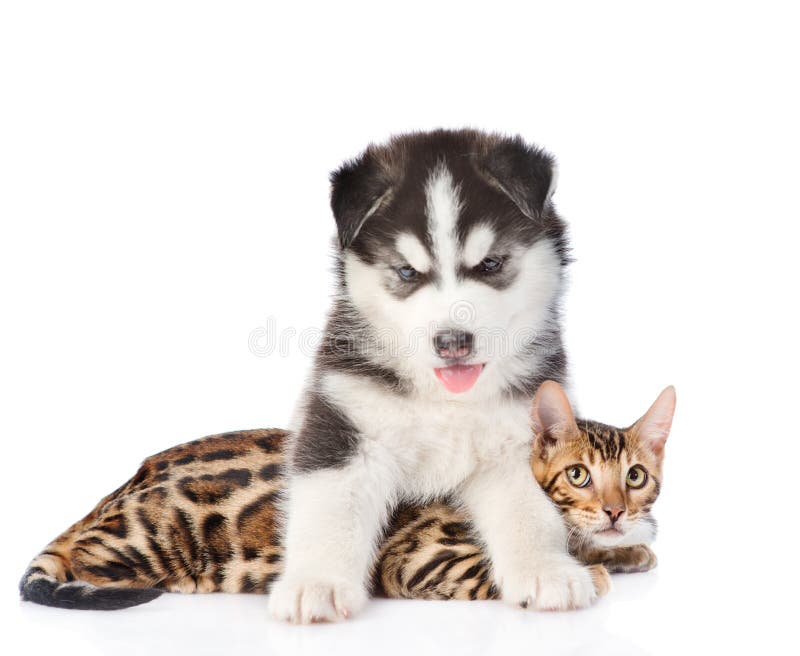 Gatito del abarcamiento Bengala del perrito del husky siberiano Foco en gato Aislado en el fondo blanco fotografía de archivo libre de regalías Gatito del abarcamiento Bengala del perrito del husky siberiano Foco en gato Aislado en el fondo blanco fotografía de archivo libre de regalías