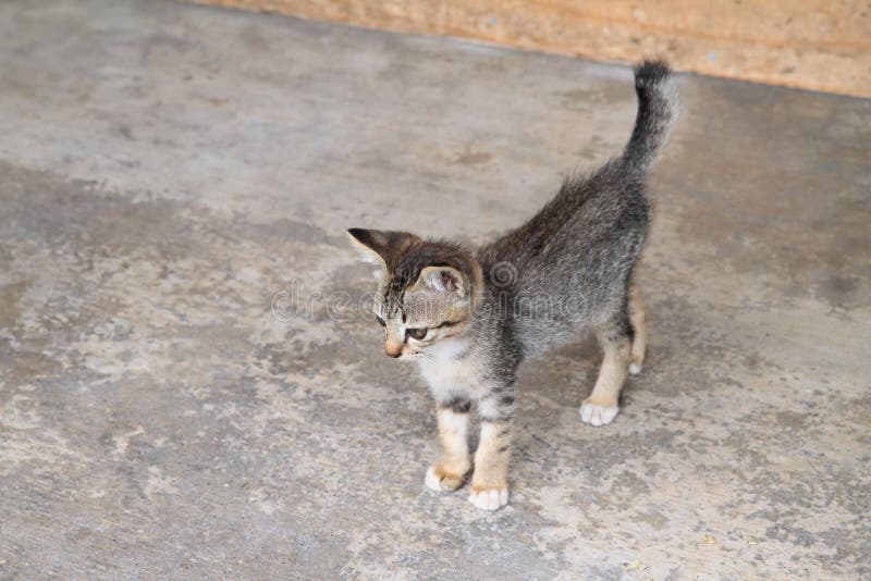 Gatito del gato atigrado en piso concreto foto de archivo Gatito del gato atigrado en piso concreto foto de archivo
