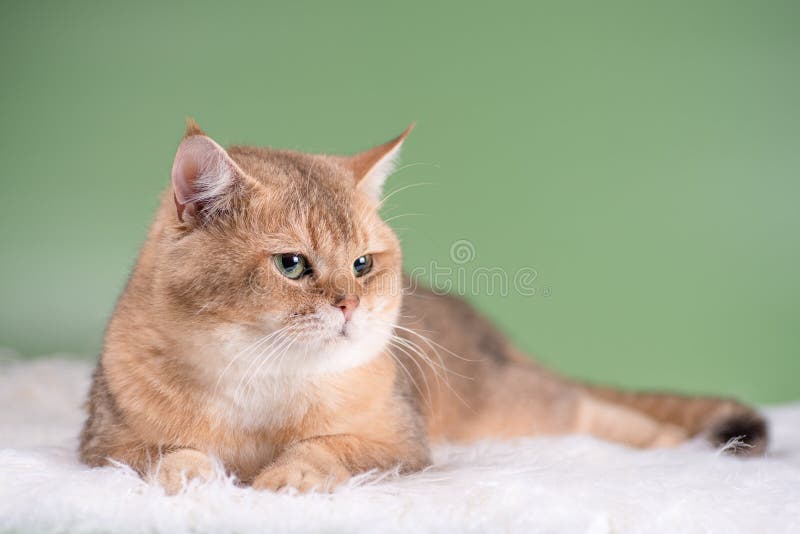 Gatito descontento de la raza británica de color chinchilla dorado yace sobre una alfombra hecha de pieles de imitación blanca sob