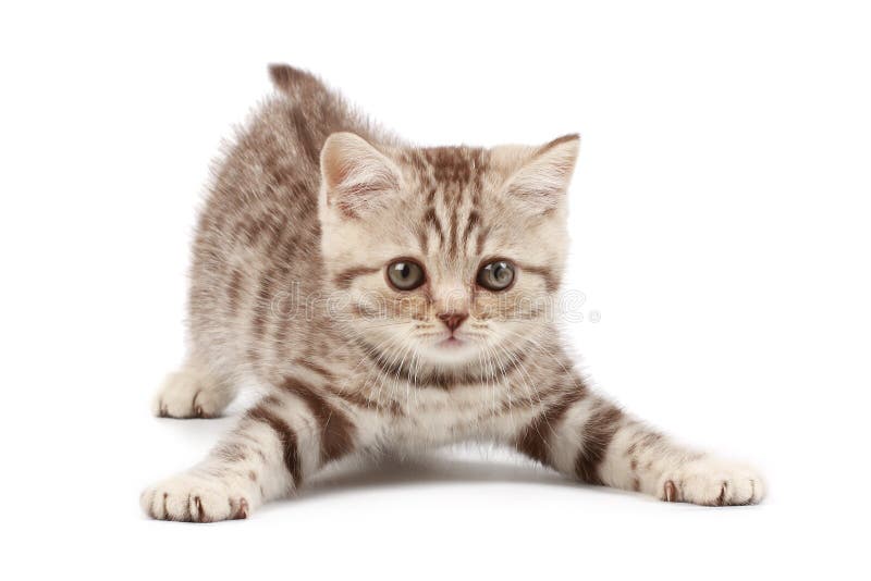 Gatito divertido imagen de archivo libre de regalías