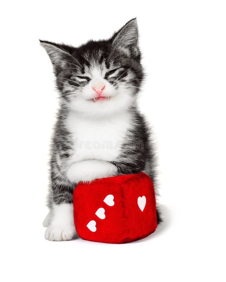 Gatito divertido con un cubo suave fotografía de archivo Gatito divertido con un cubo suave fotografía de archivo