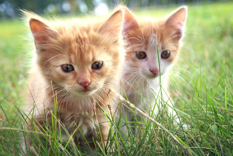 Two kitten on green grass. Two kitten on green grass