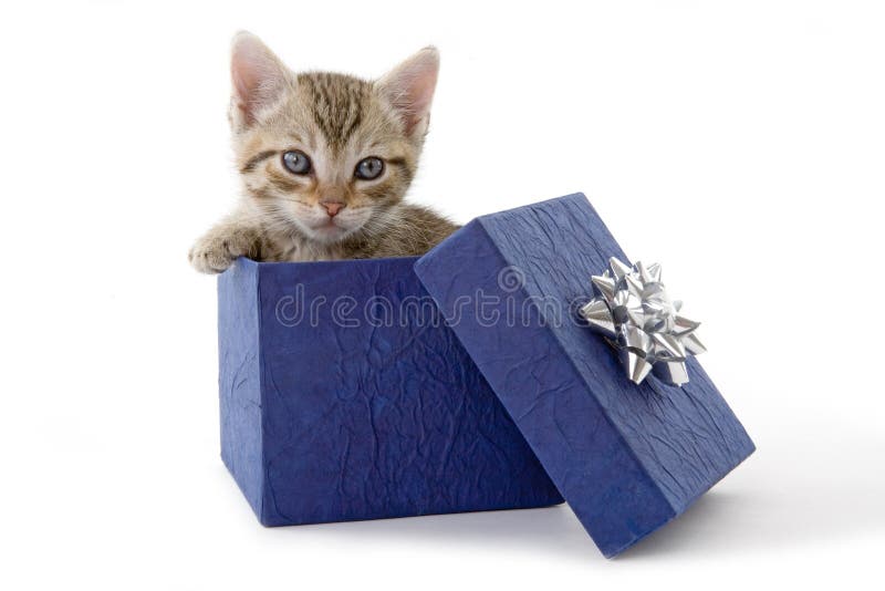 Kitten (5 weeks) in a blue gift box. Kitten (5 weeks) in a blue gift box