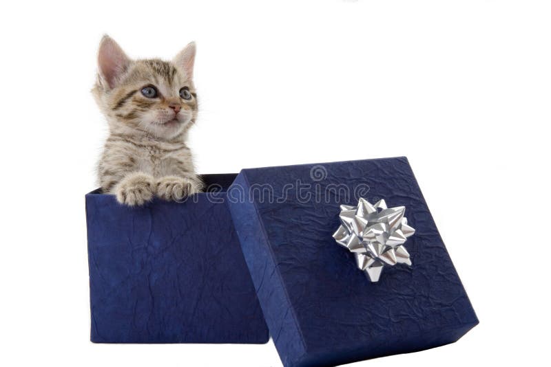 Kitten (5 weeks) in a blue gift box. Kitten (5 weeks) in a blue gift box