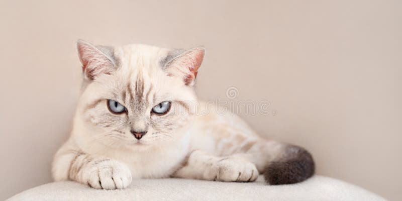 Gatito escocés disgustado miente con aspecto enojado