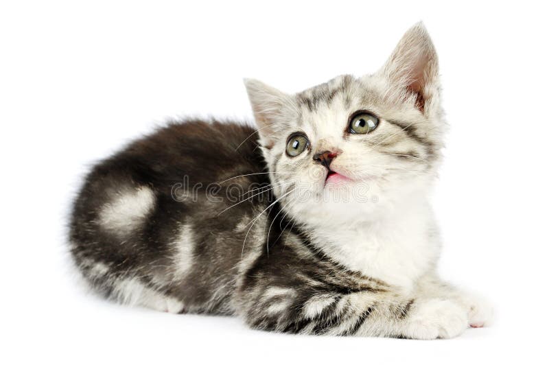 Gatito gris lindo foto de archivo libre de regalías Gatito gris lindo foto de archivo libre de regalías