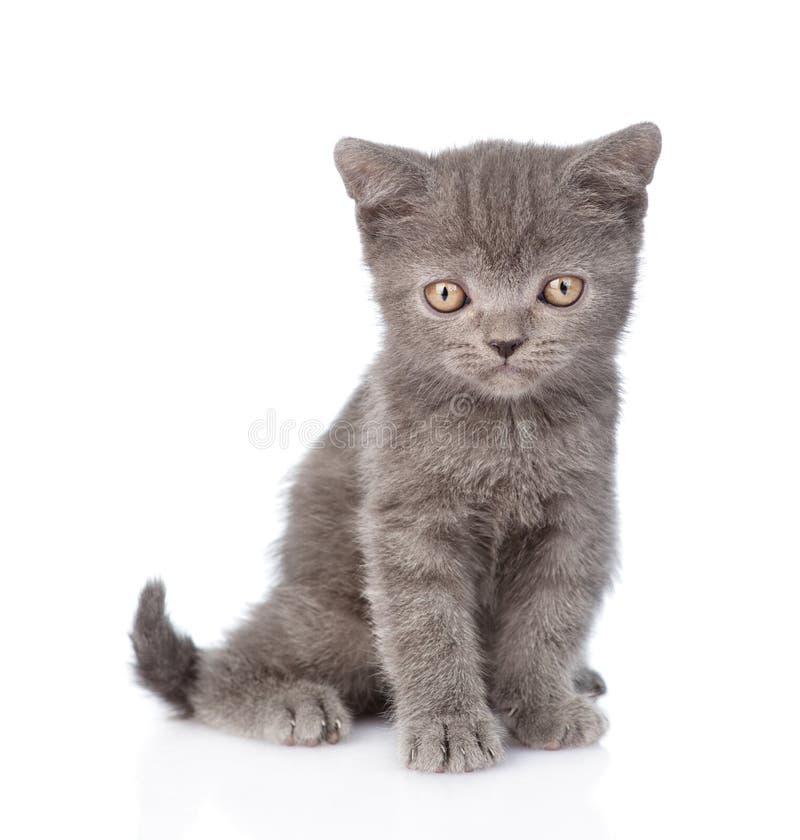 Gatito gris minúsculo divertido del retrato Aislado en el fondo blanco imágenes de archivo libres de regalías
