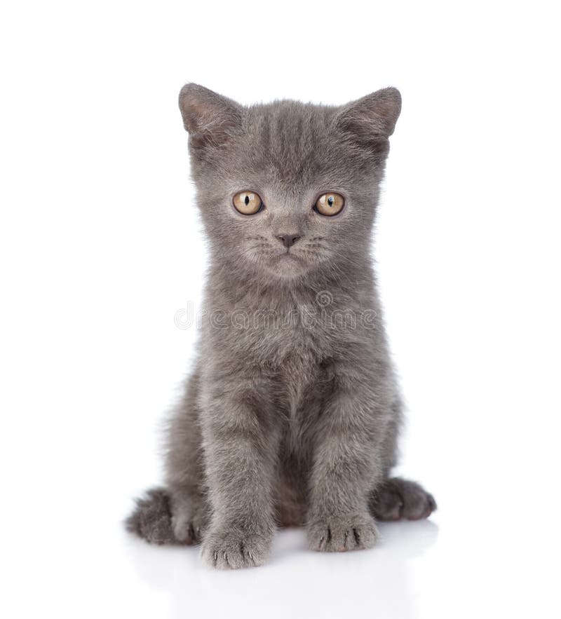 Gatito gris minúsculo divertido del retrato En el fondo blanco imagen de archivo libre de regalías