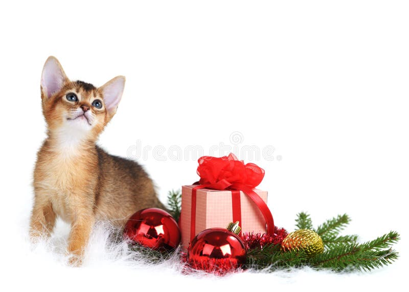 Gatito lindo con la caja del árbol de navidad y de regalo imagenes de archivo Gatito lindo con la caja del árbol de navidad y de regalo imagenes de archivo