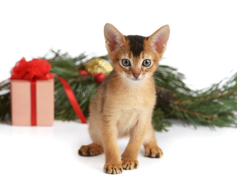 Gatito lindo con la caja del árbol de navidad y de regalo foto de archivo libre de regalías Gatito lindo con la caja del árbol de navidad y de regalo foto de archivo libre de regalías